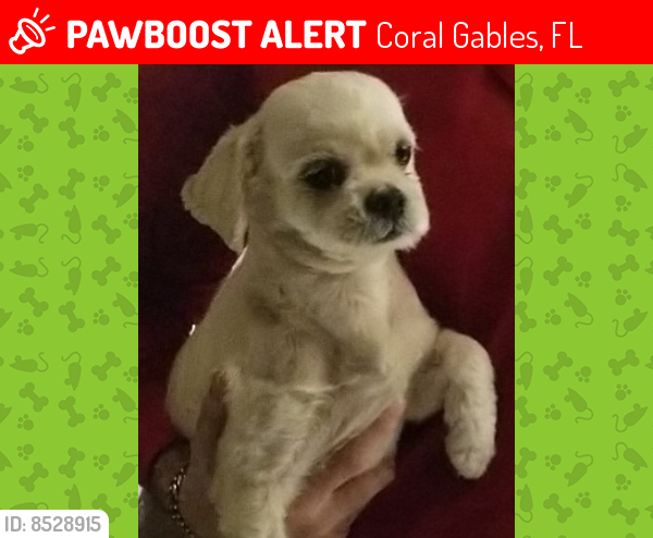 Lost Male Dog last seen Near sw 5th st miami fl 33134, Coral Gables, FL 33134