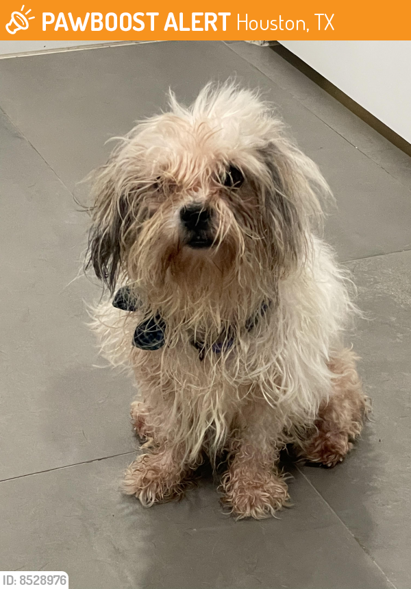Found/Stray Male Dog in Houston, TX 77042 (ID 8528976) PawBoost