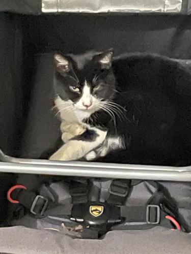 Lost Female Cat last seen Haviland dr and Stardust , Bethesda, MD 20817