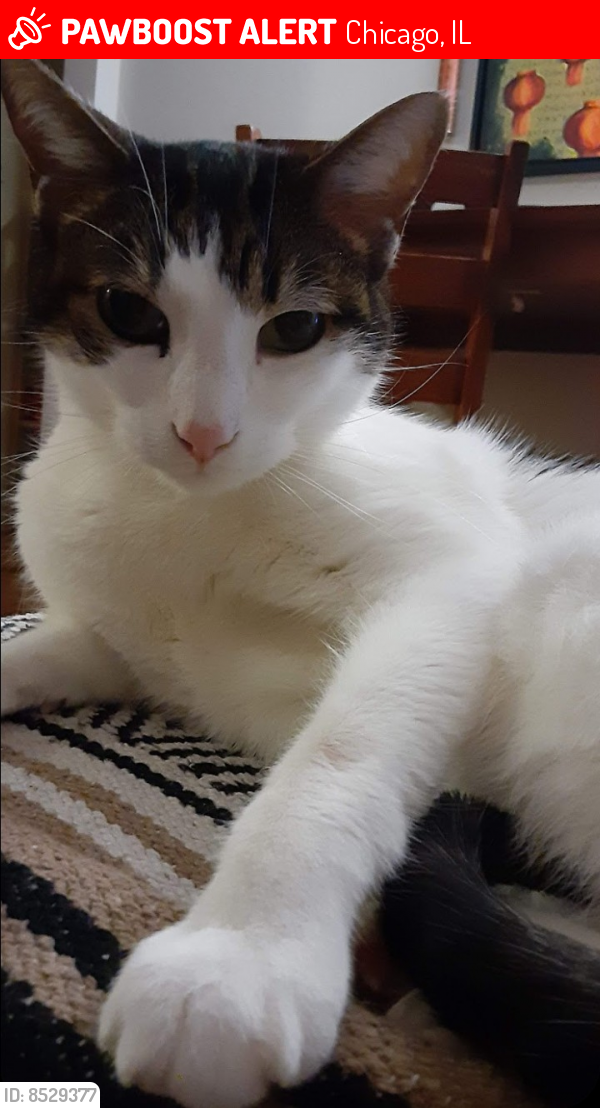 Lost Male Cat last seen 103rd and Longwood Beverly Chicago, Chicago, IL 60643