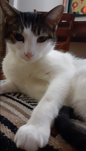 Lost Male Cat last seen 103rd and Longwood Beverly Chicago, Chicago, IL 60643