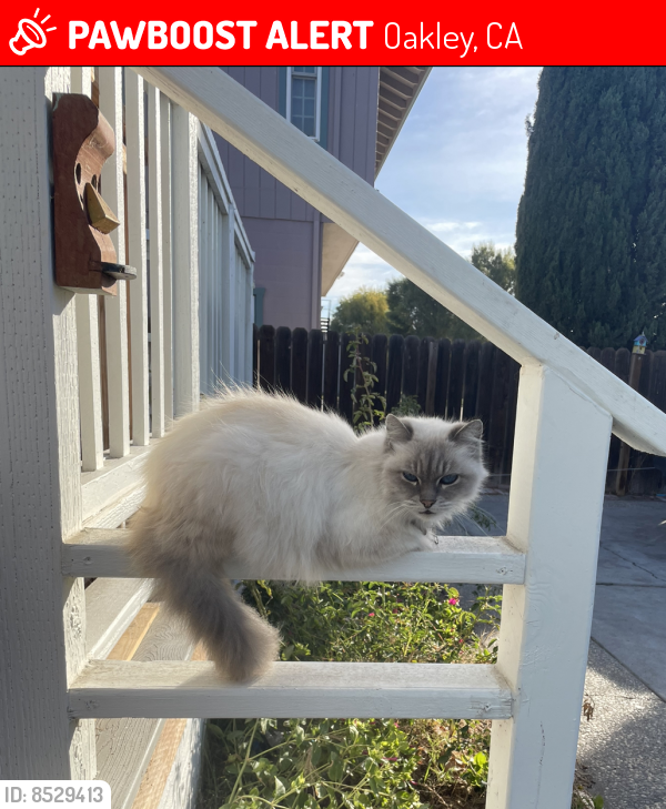 Lost Female Cat last seen Dutch slough , Oakley, CA 94561