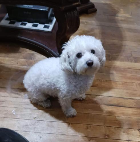Lost Female Dog last seen Mother of Americas Church, on Cermak and Whipple st., Chicago, IL 60623
