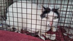 Lost Male Cat last seen E . Taron, Elk Grove, CA 95757