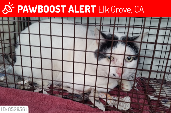 Lost Male Cat last seen E . Taron, Elk Grove, CA 95757