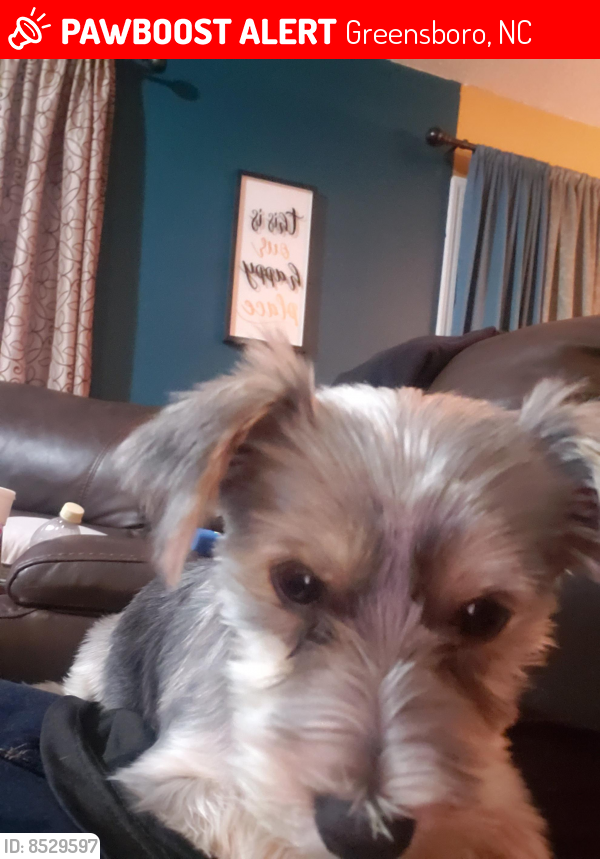 Lost Male Dog in Greensboro, NC 27214 Named Scooby (ID 8529597) PawBoost