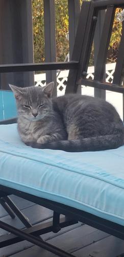 Found/Stray Male Cat last seen Old Dominion Drive , Winchester, VA 22603