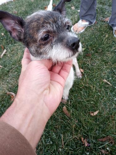 Found/Stray Male Dog last seen 31st and East Halsted, Chicago, IL 60608