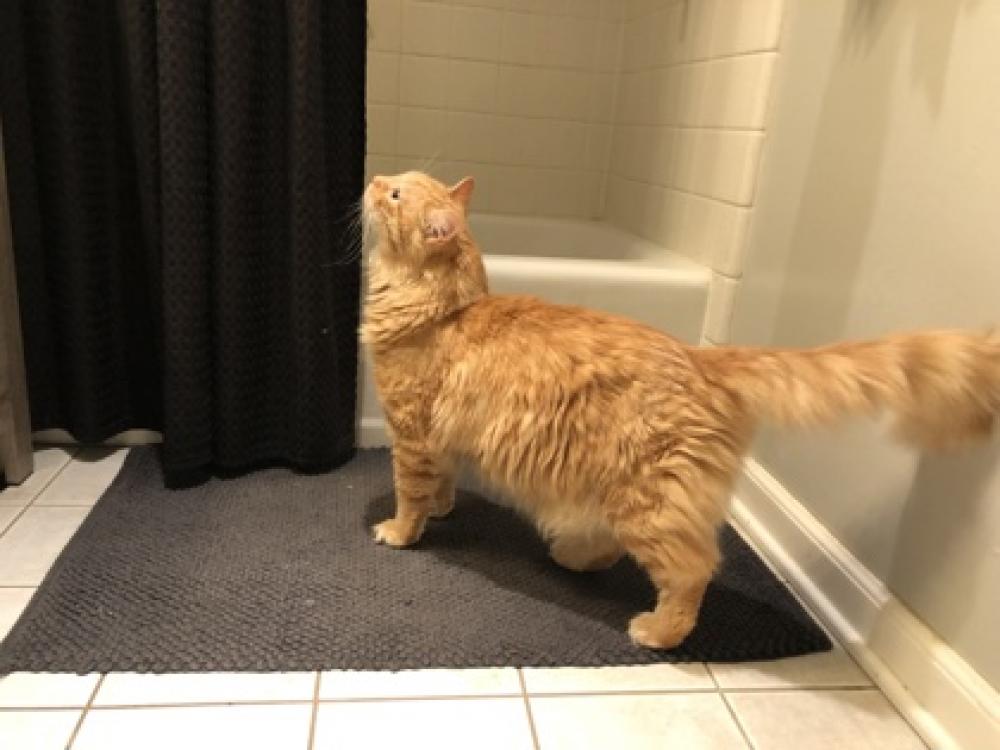 Shelter Stray Unknown Cat last seen Reston, VA 20190, Fairfax, VA 22032