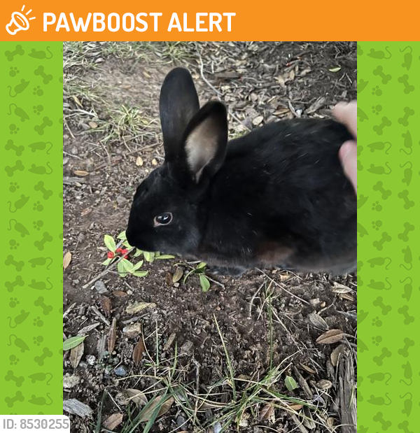 Shelter Stray Unknown Domestic rabbit last seen Centreville, VA 20121, Fairfax, VA 22032