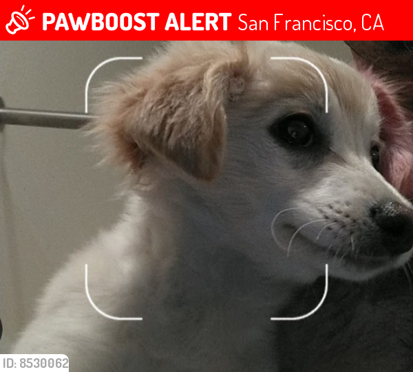 Lost Female Dog last seen Near , San Francisco, CA 94102