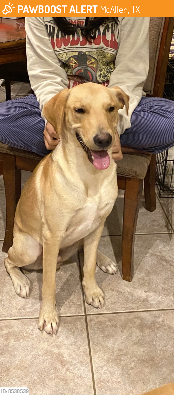 Found/Stray Male Dog last seen 29th and Trenton , McAllen, TX 78504