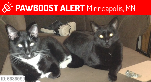Lost Male Cat last seen Near Upton Ave N. , Minneapolis, MN 55412