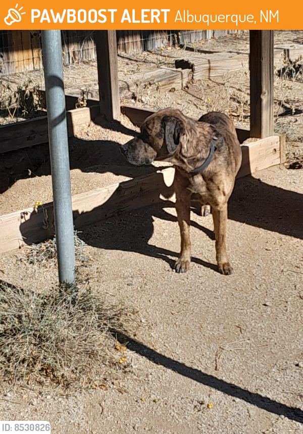 Found/Stray Male Dog in Albuquerque, NM 87108 (ID 8530826) PawBoost
