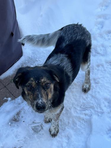 Lost Male Dog last seen Rosemont Community, Calgary, Alberta, Calgary, AB T2K 1M3