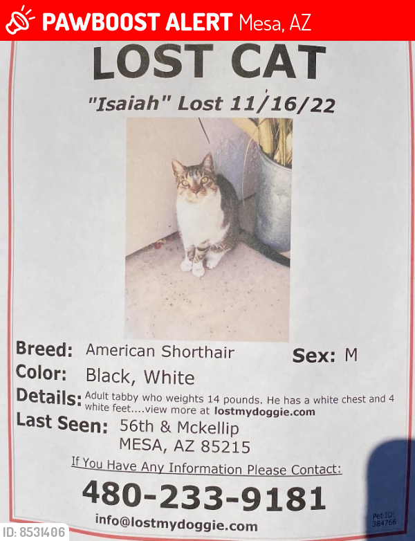 Lost Male Cat last seen 56th and Mckellips, Mesa, AZ 85215