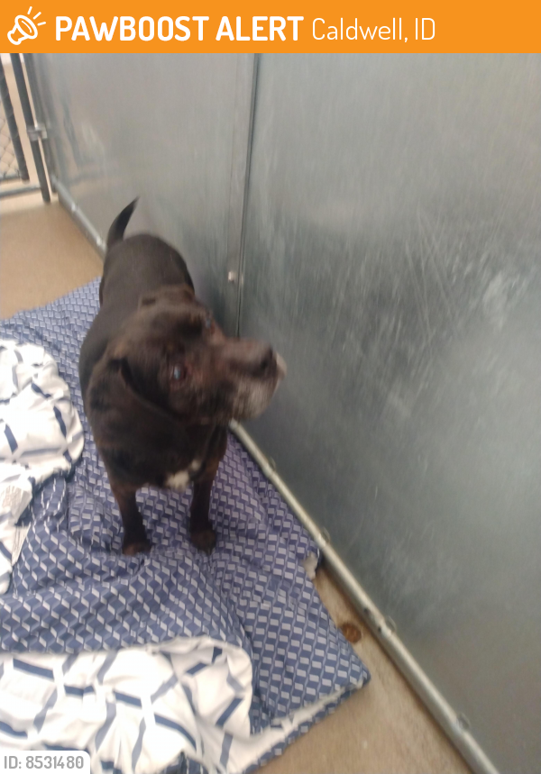 Rehomed Male Dog in Caldwell, ID 83607 (ID 8531480) PawBoost