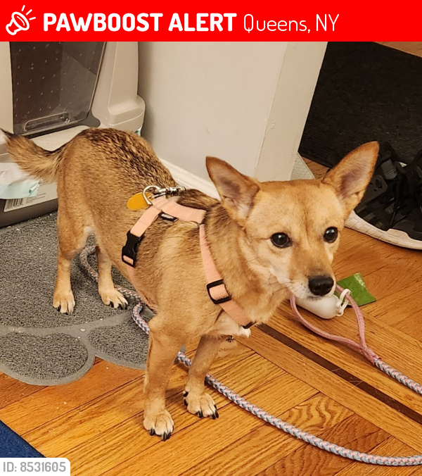 Lost Female Dog last seen Cross island parkway & 12th avenue, Queens, NY 11357