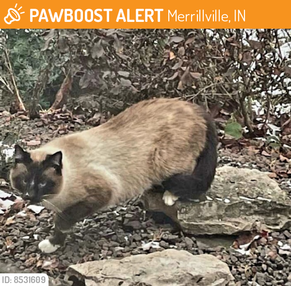 Found/Stray Unknown Cat last seen Near and Pierce St Merrillville In, Merrillville, IN 46410