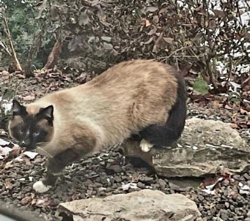 Found/Stray Unknown Cat last seen Near and Pierce St Merrillville In, Merrillville, IN 46410