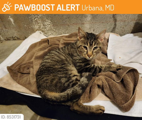 Rehomed Male Cat last seen Bealls Farm Road and Tabler Road  Frederick, MD 21704 ; Villages of Urbana, Urbana, MD 21704