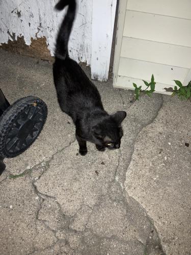 Lost Female Cat last seen Near street, Chicago, IL 60638