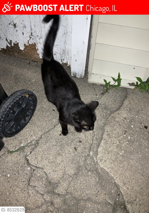 Lost Female Cat last seen Near street, Chicago, IL 60638