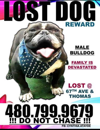 Lost Male Dog last seen 67ave and Thomas rd, Phoenix, AZ 85033