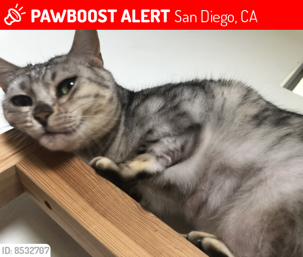 Lost Female Cat last seen Gertrude and Lillian  Overlook Heights  92110, San Diego, CA 92110