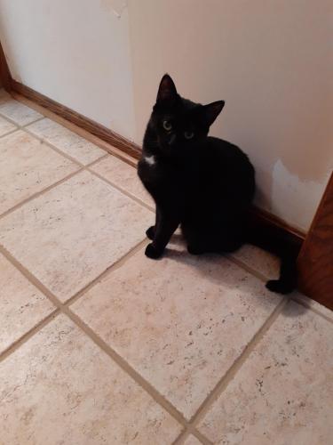 Lost Female Cat last seen Kapity Dr bolender , Suffield Township, OH 44260