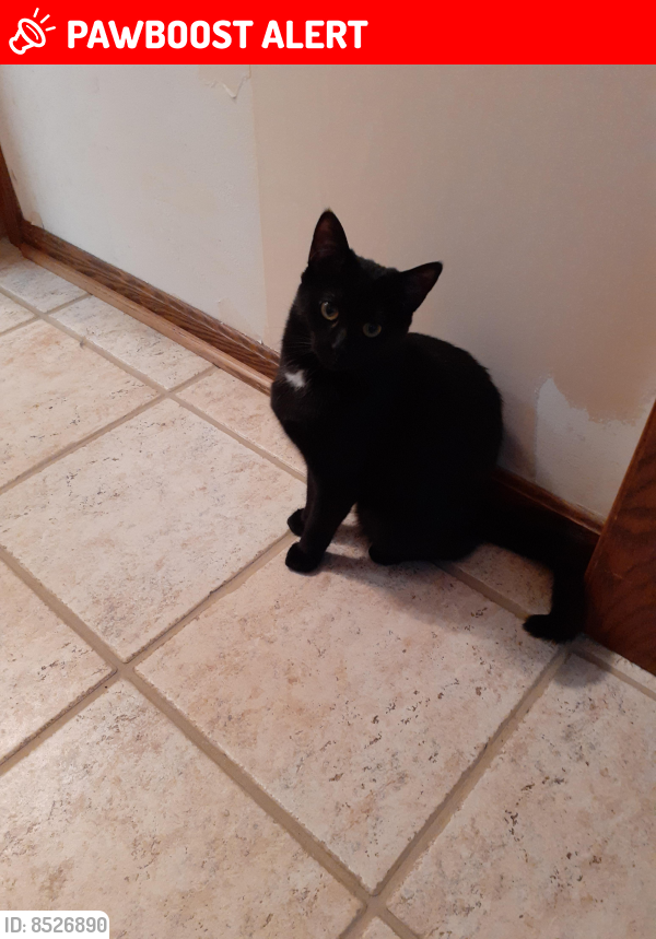 Lost Female Cat last seen Kapity Dr bolender , Suffield Township, OH 44260