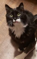 Lost Male Cat last seen Webb gin hse rd , Gwinnett County, GA 30045