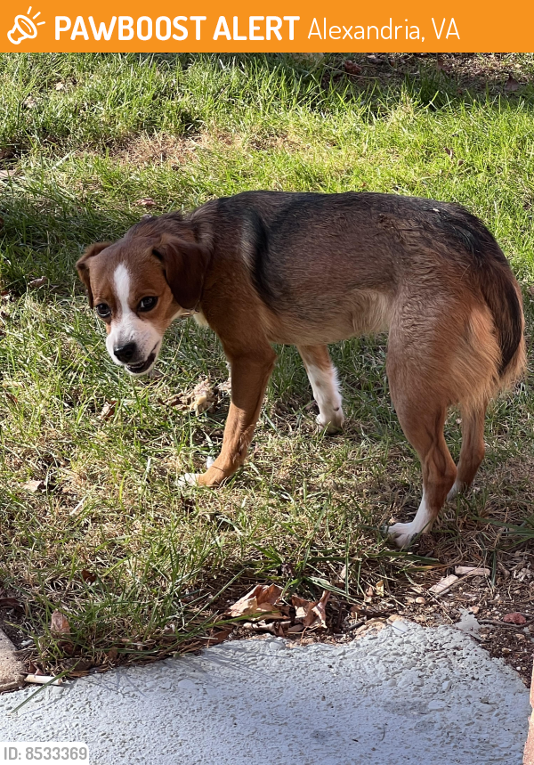 Found/Stray Unknown Dog last seen Sanger avenue Trent court Alexandria VA 22311, Alexandria, VA 22311