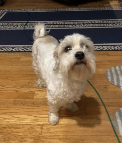 Lost Female Dog last seen Torrence and 187th street , Lansing, IL 60438
