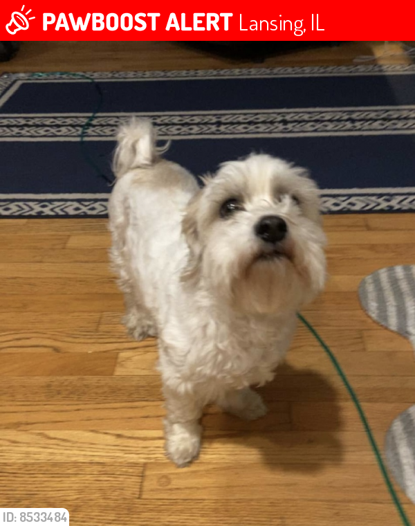 Lost Female Dog last seen Torrence and 187th street , Lansing, IL 60438