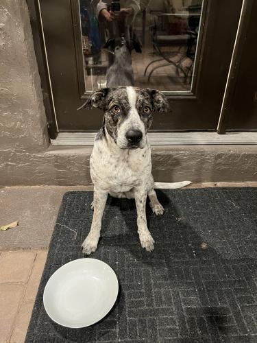 Found/Stray Female Dog last seen 44th St & Camelback , Phoenix, AZ 85018