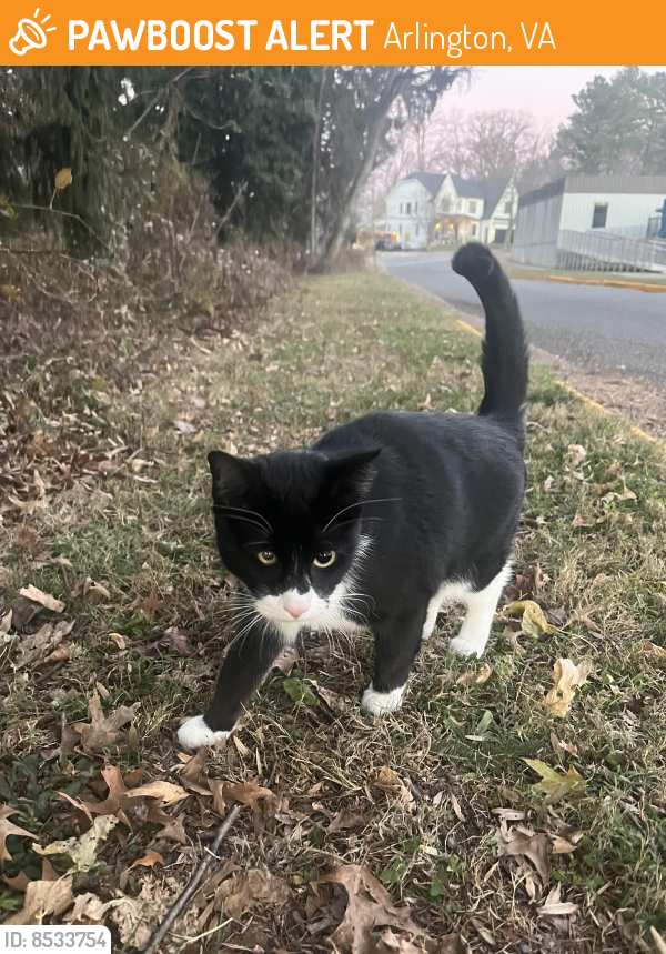 Found/Stray Unknown Cat last seen williamsburg middle school arlington virginia, Arlington, VA 22213