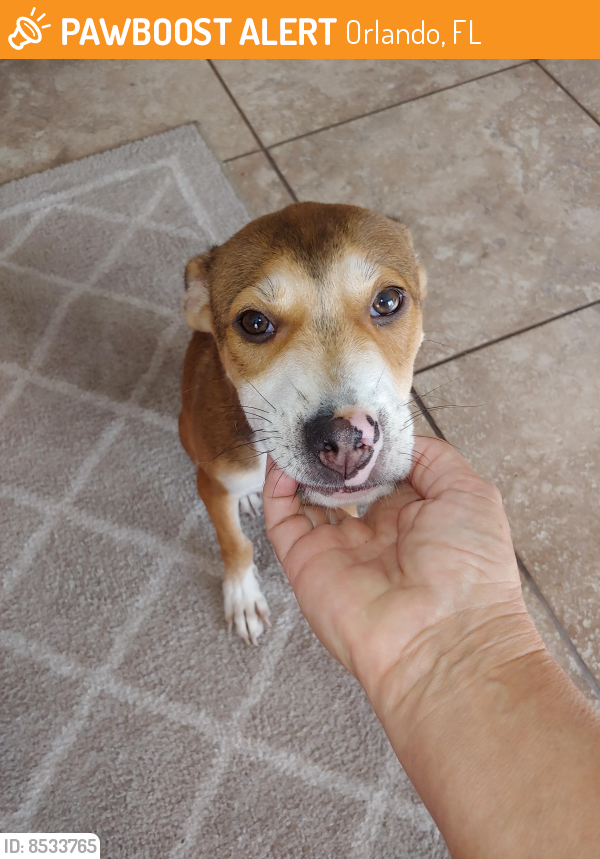 Rehomed Male Dog in Orlando, FL 32839 (ID 8533765) PawBoost