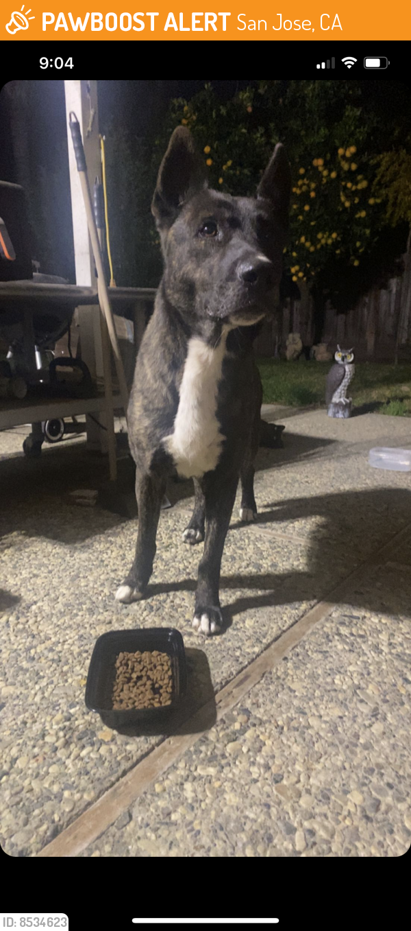 Found/Stray Male Dog last seen Doerr park, San Jose, CA 95124