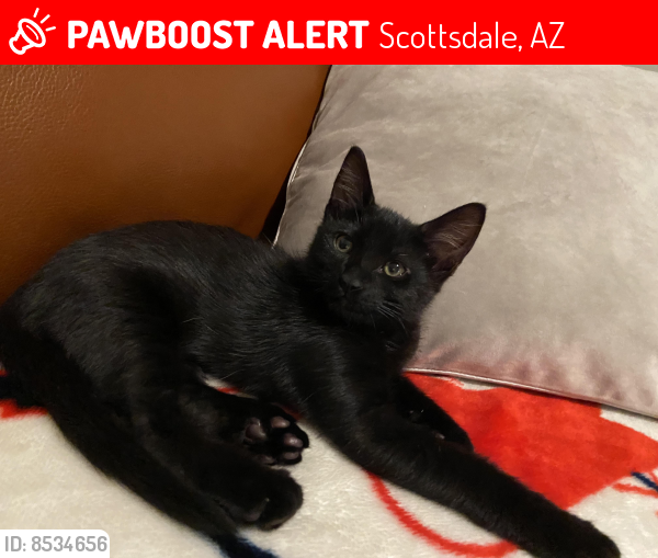 Lost Male Cat last seen Greenway Parkway & N Scottsdale Rd, Scottsdale, AZ 85254
