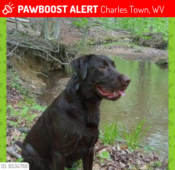 Lost Male Dog last seen West end hills, Charles Town, WV 25414