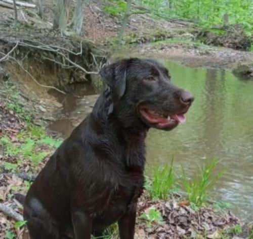 Lost Male Dog last seen West end hills, Charles Town, WV 25414