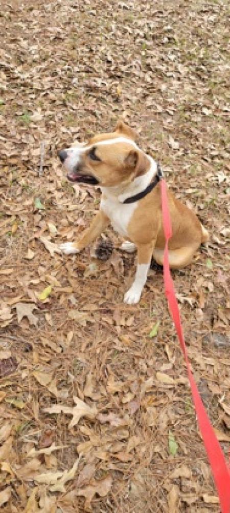 Shelter Stray Male Dog last seen Near Phillips Ct, Lithonia, GA, 30058, GA, Chamblee, GA 30341