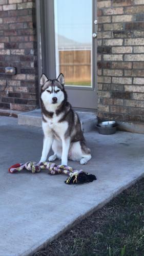 Lost Female Dog last seen Seventh and latchford, Oklahoma City, OK 73179