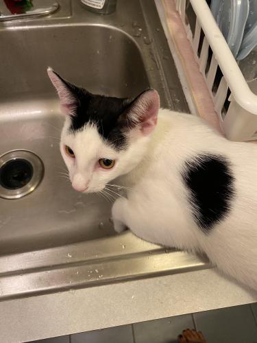 Lost Male Cat last seen Sacred Heart Catholic Academy of Bayside, Queens, NY 11361