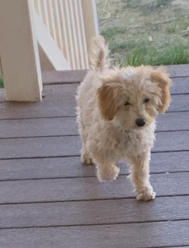 Lost Male Dog last seen Ellsworth and Chandler Heights, Queen Creek, AZ 85142