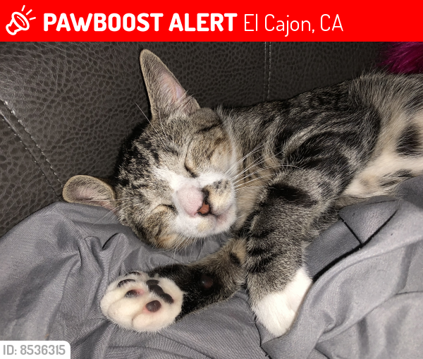 Lost Male Cat last seen Garfield and dryden, El Cajon, CA 92020