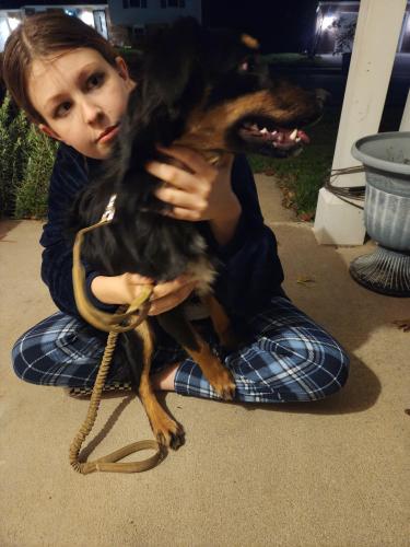 Found/Stray Female Dog last seen By Leeaburg Aparrments , Leesburg, VA 20176