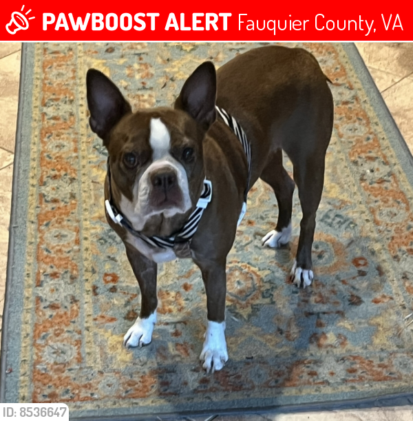 Deceased Female Dog last seen Cannonball Gate Rd, Fauquier County, VA 20115