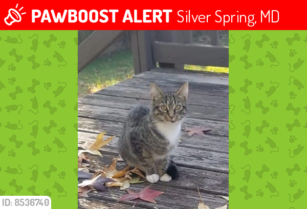 Lost Female Cat last seen Keller and Jasper St, also near Glen Haven Elementary School, Silver Spring, MD 20902